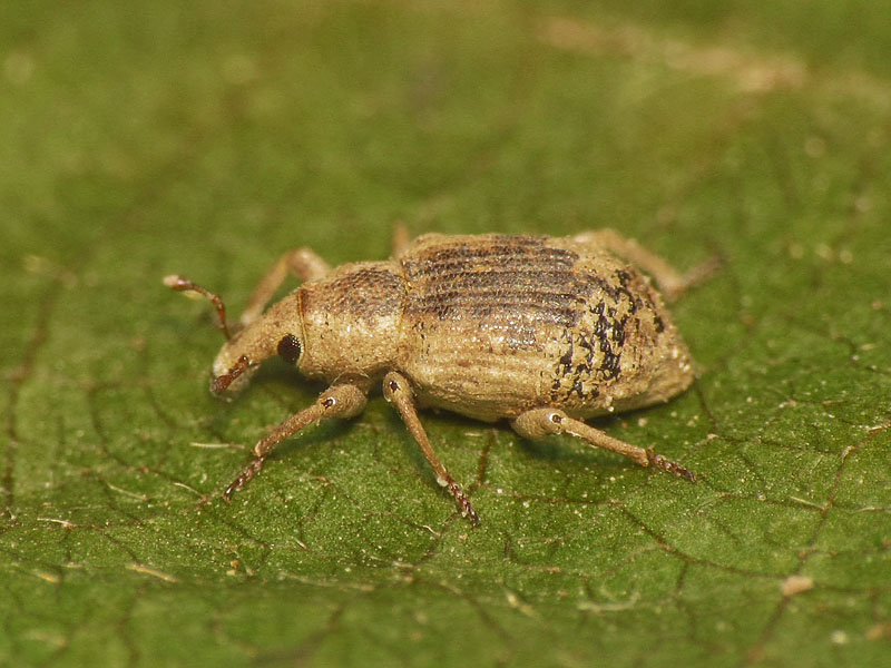 Erirhinidae: Lissorhoptrus oryzophilus
